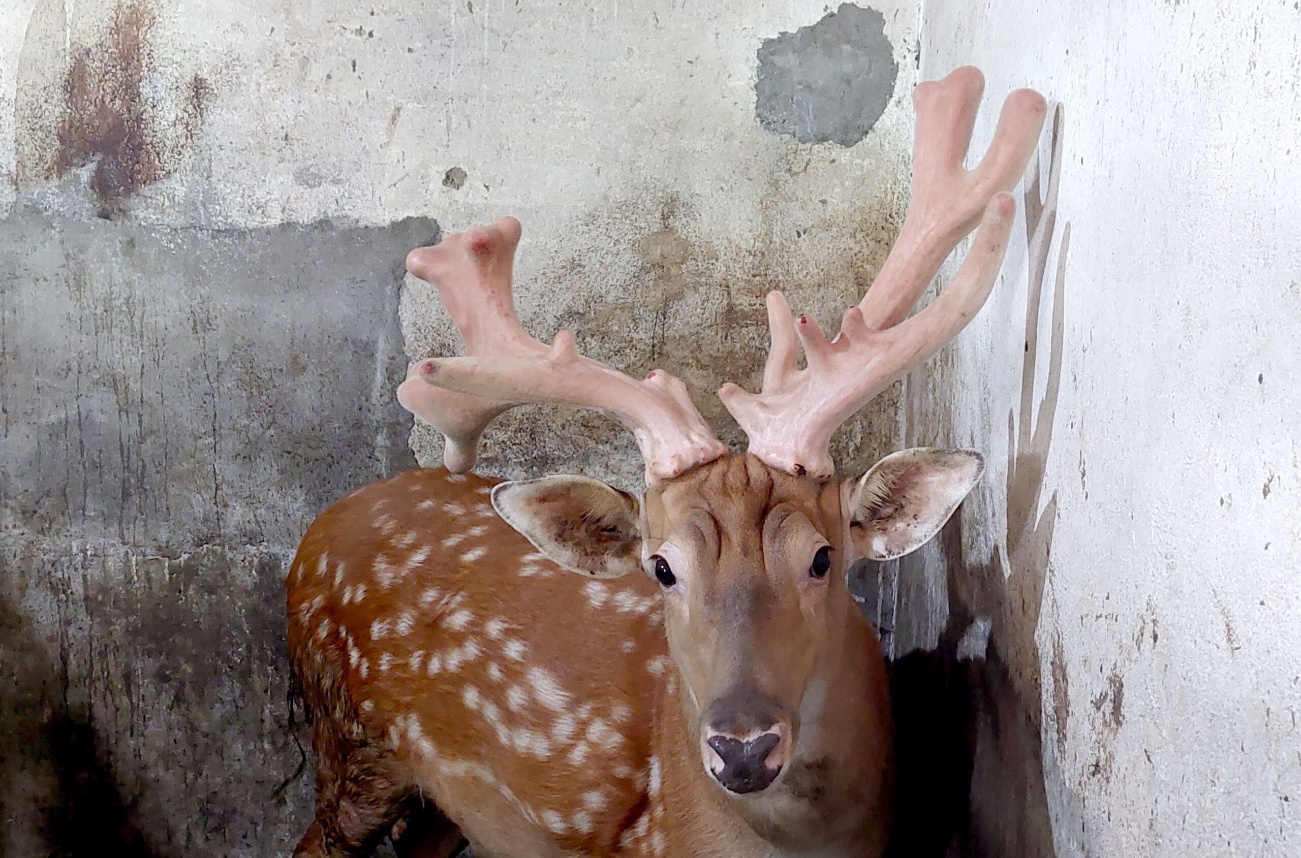 Khám Phá Tâm Lý Sau Sinh Qua Chọn Lựa Hươu